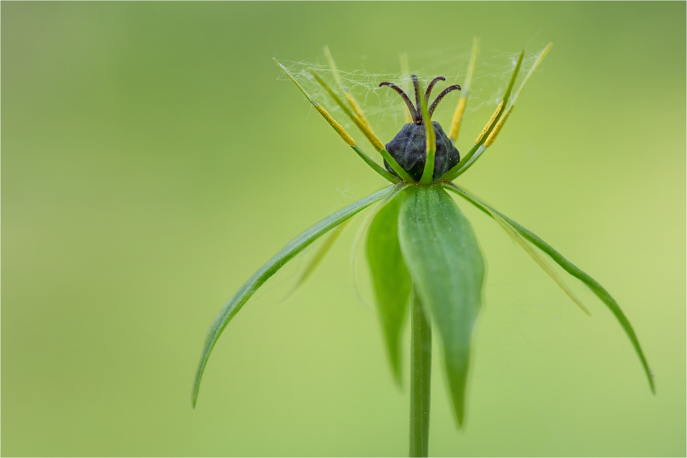 Einbeere (Paris quadrifolia) #2