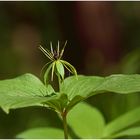 Einbeere ( Paris quadrifolia )