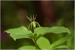 Einbeere ( Paris quadrifolia )