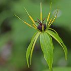 Einbeere (Paris quadrifolia)