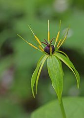 Einbeere (Paris quadrifolia)