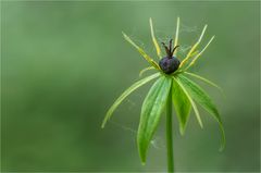 Einbeere (Paris quadrifolia)