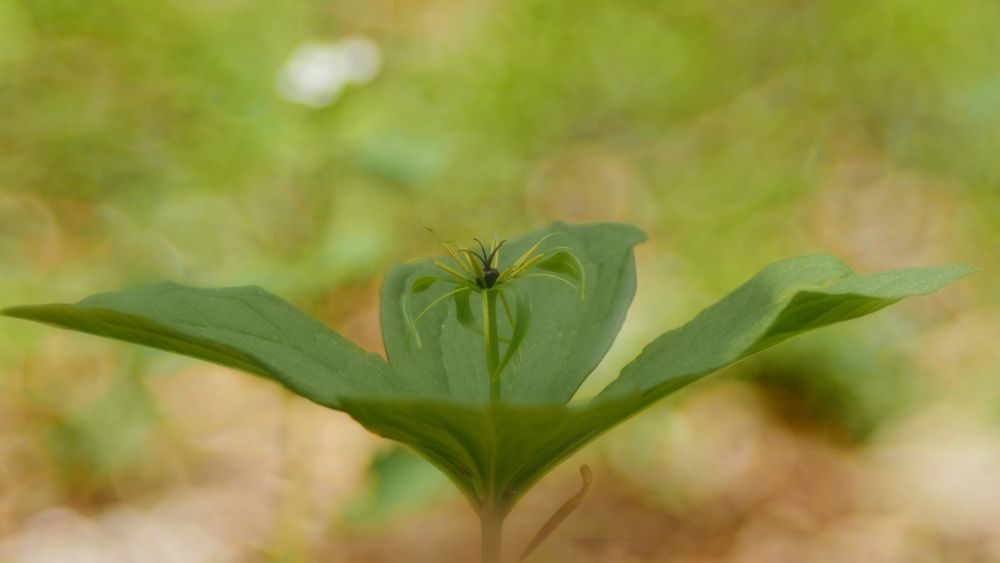 Einbeere (Paris quadrifolia)