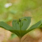 Einbeere (Paris quadrifolia)