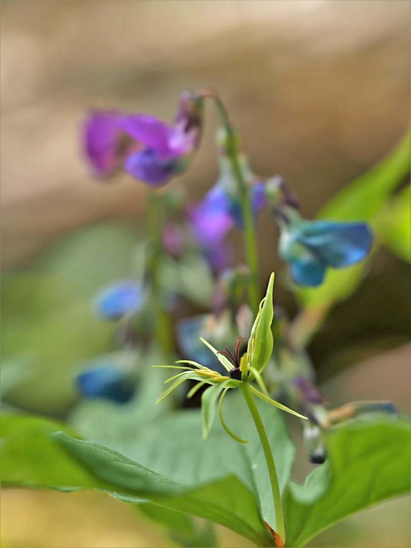 Einbeere (Paris quadrifolia) 