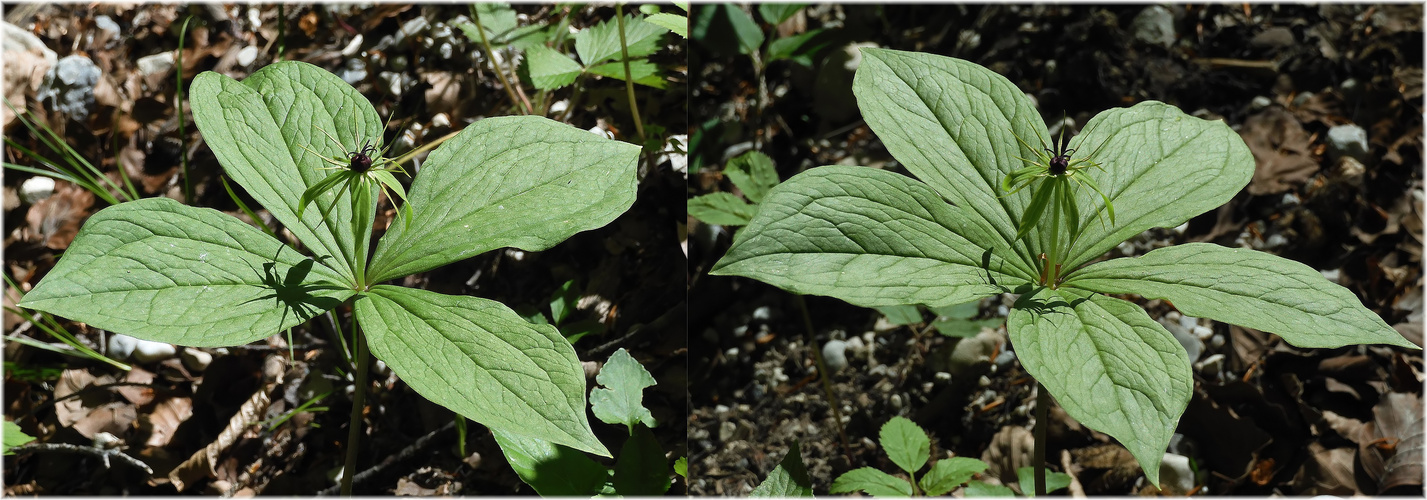 Einbeeren