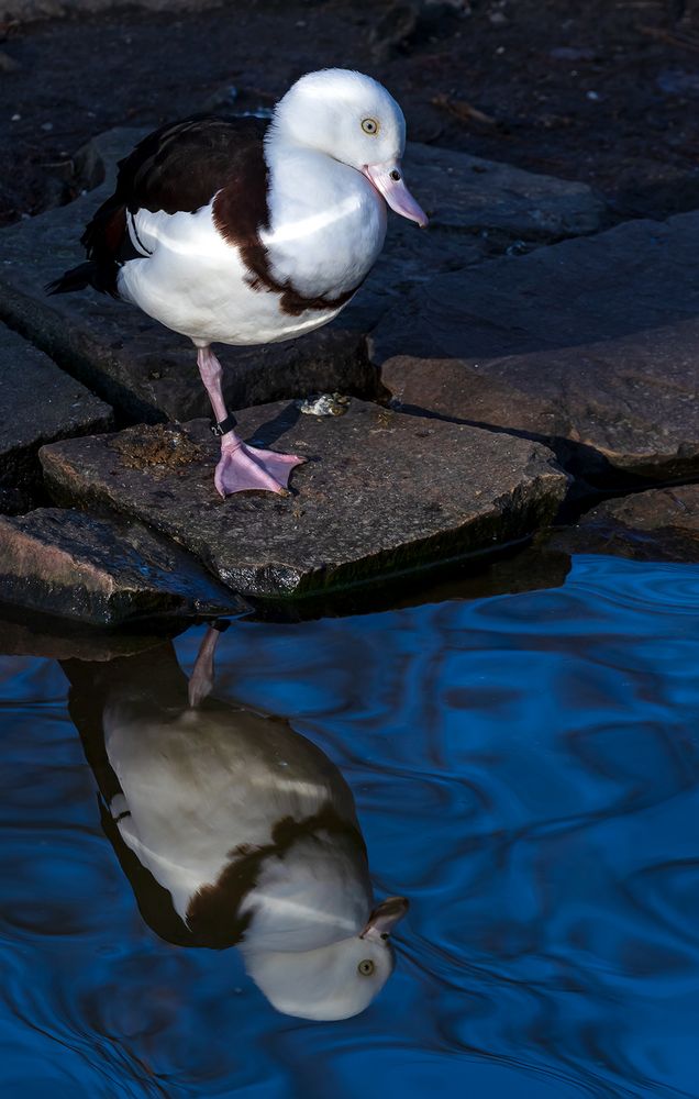 Einbein-Gans