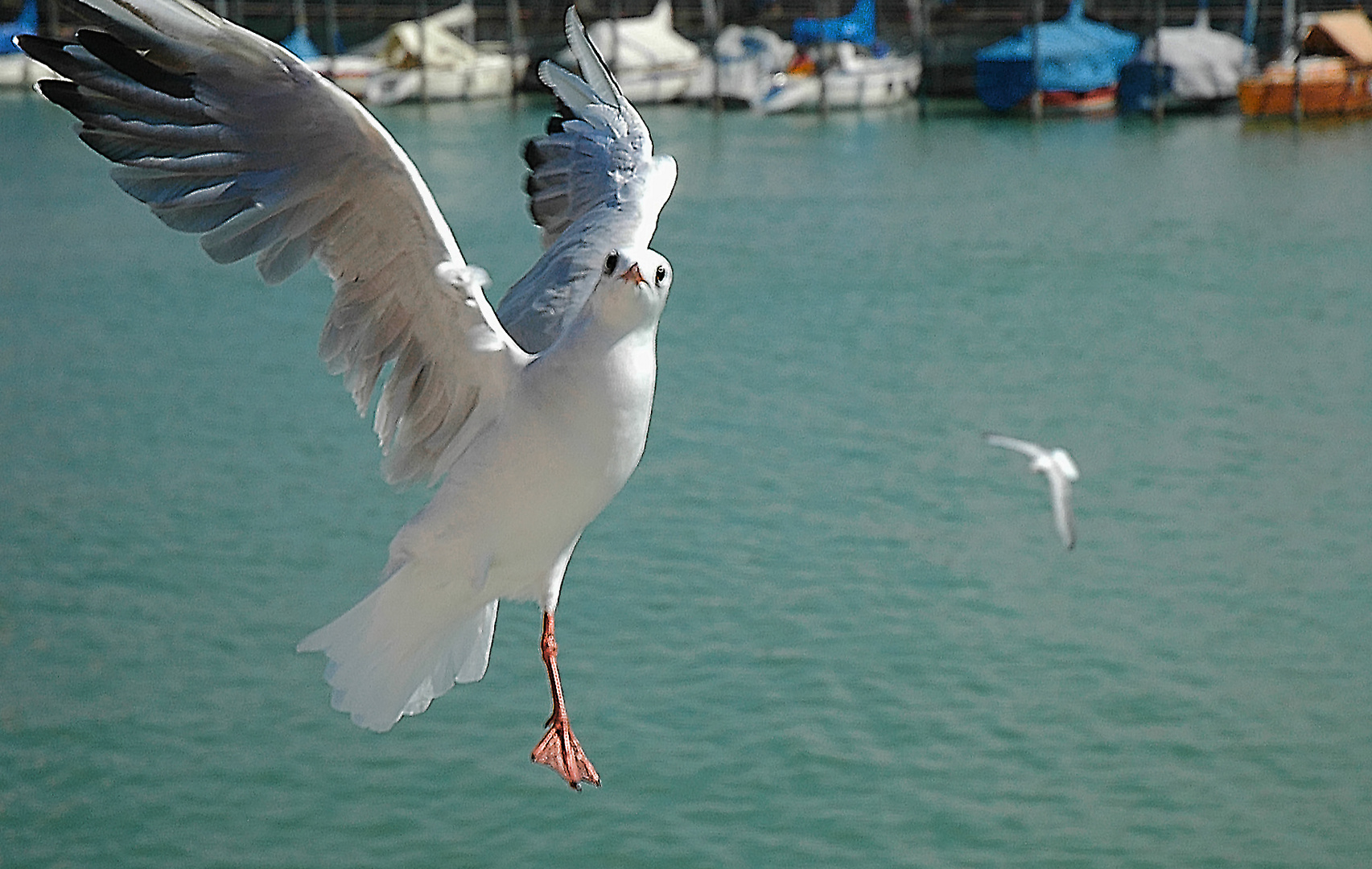 Einbein-Möwe