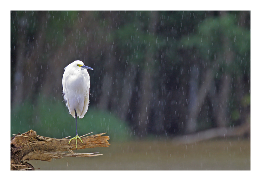 Einbein Vogel im Regen