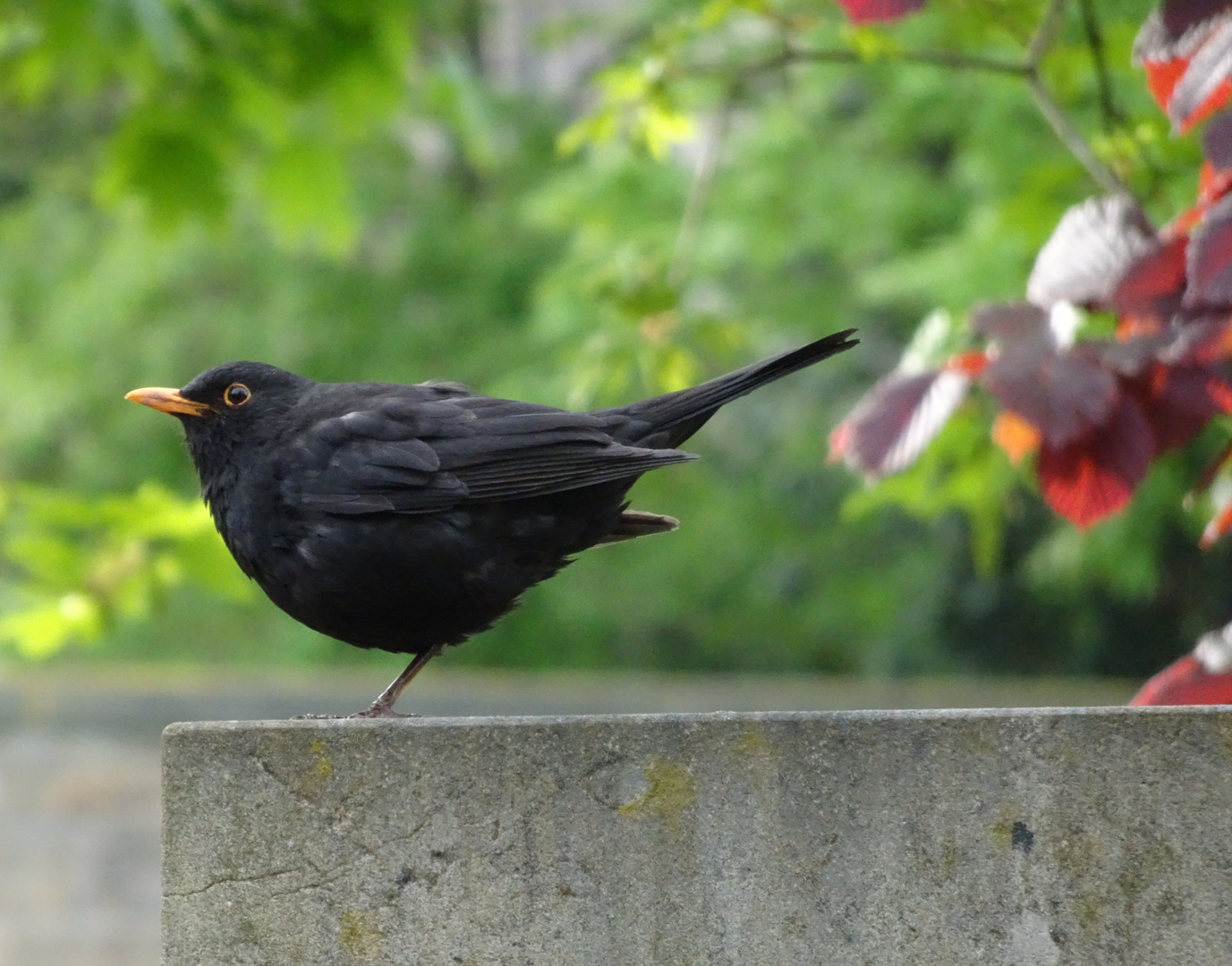 einbeinige Amsel?