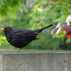 einbeinige Amsel?