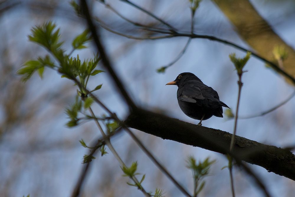 einbeinige Amsel