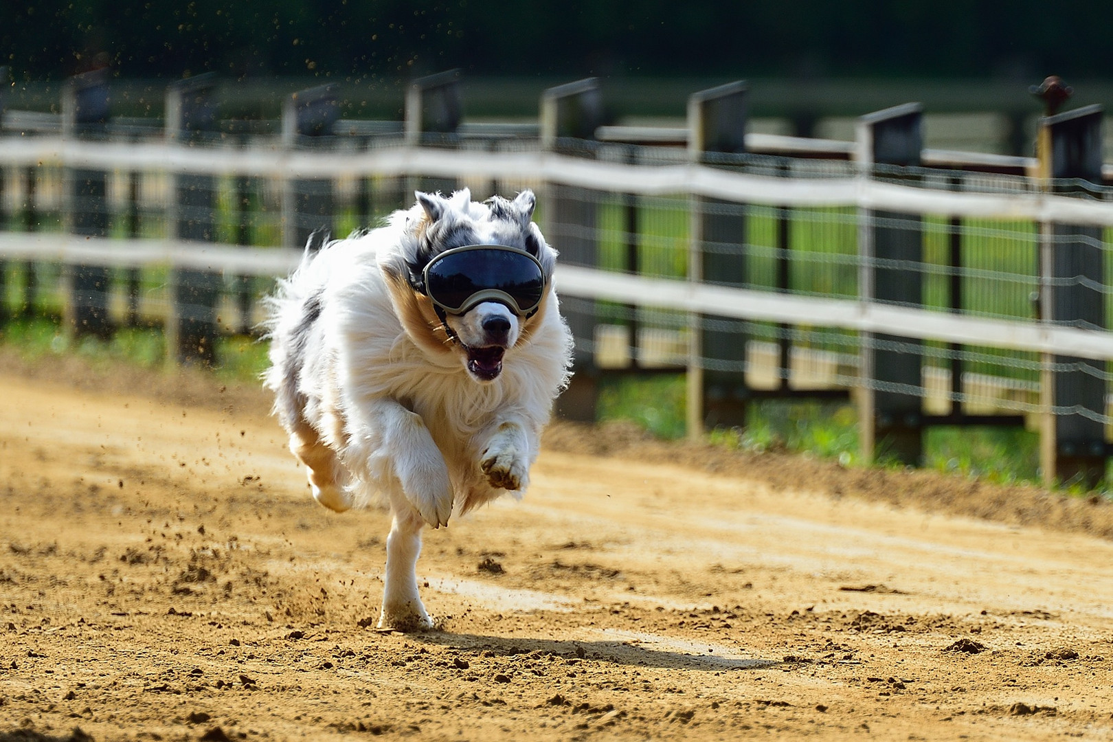 einbeiniger Blindenhund