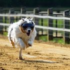 einbeiniger Blindenhund