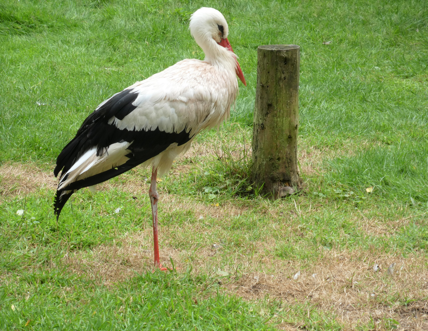 "Einbeiniger" Weißstorch