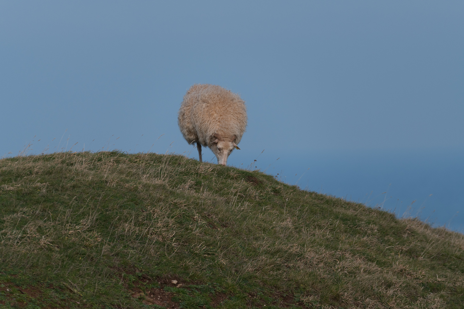 Einbeinschaf-0498