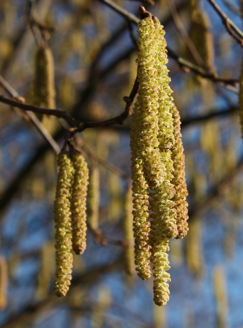 einbißchen Frühling im Winter...