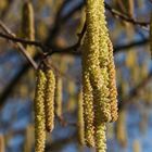 einbißchen Frühling im Winter...