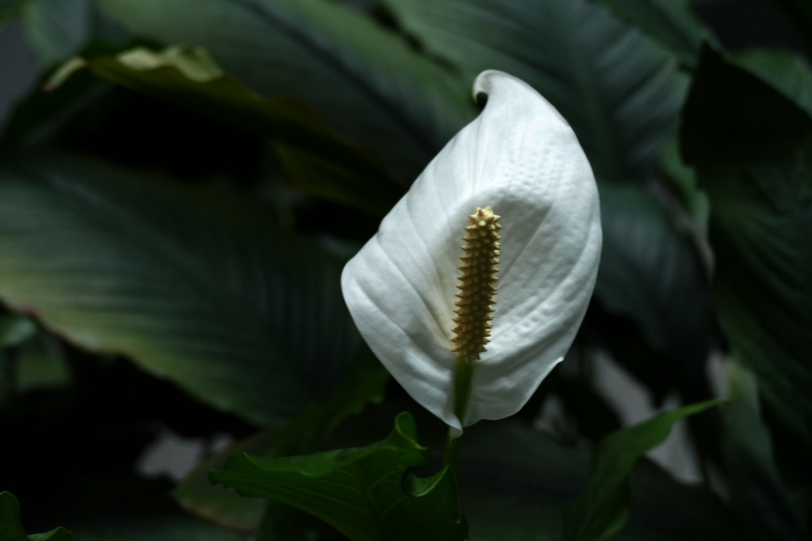 Einblatt Blüte