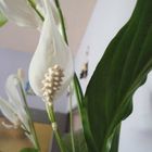 Einblatt (Spathiphyllum)