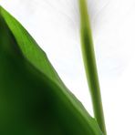 Einblatt (Spathiphyllum)