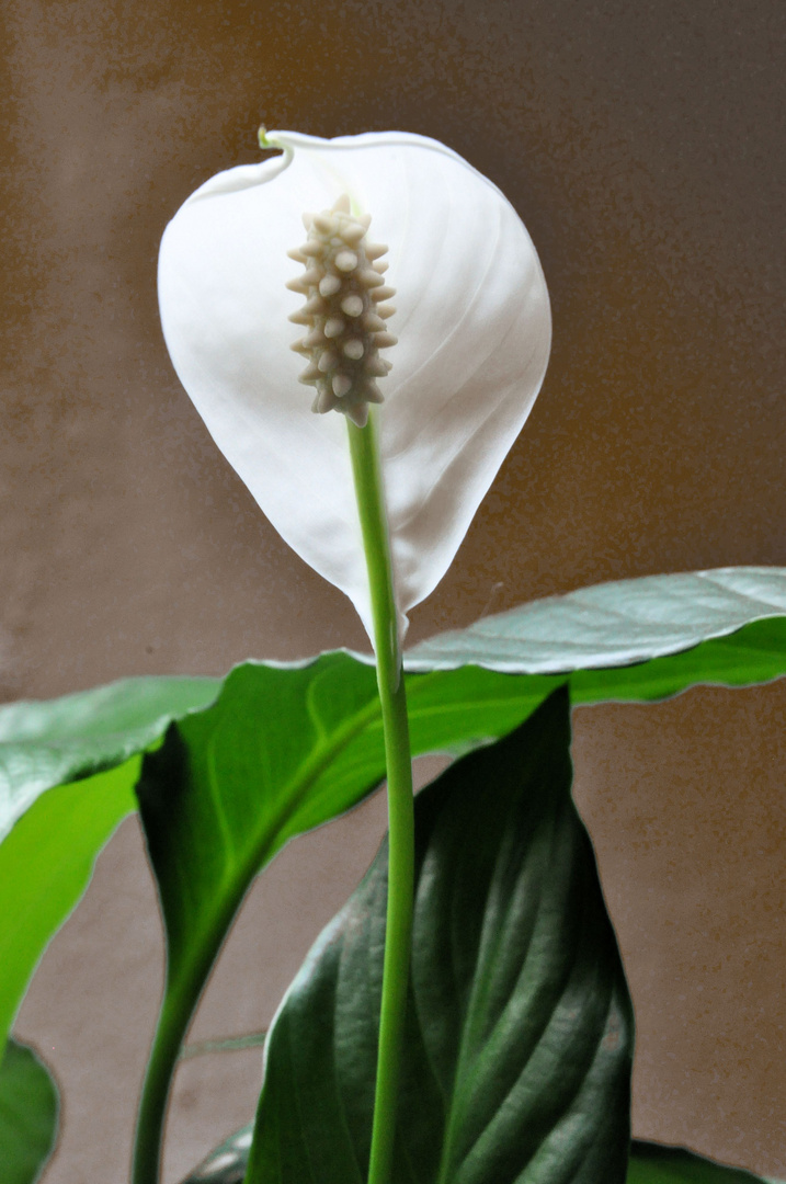 Einblatt (Spathiphyllum)