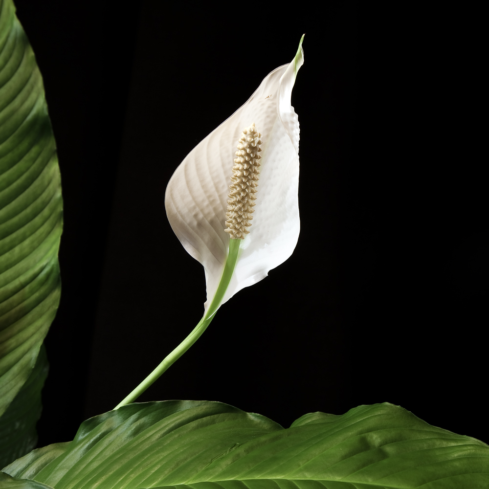 Einblatt (Spathiphyllum)