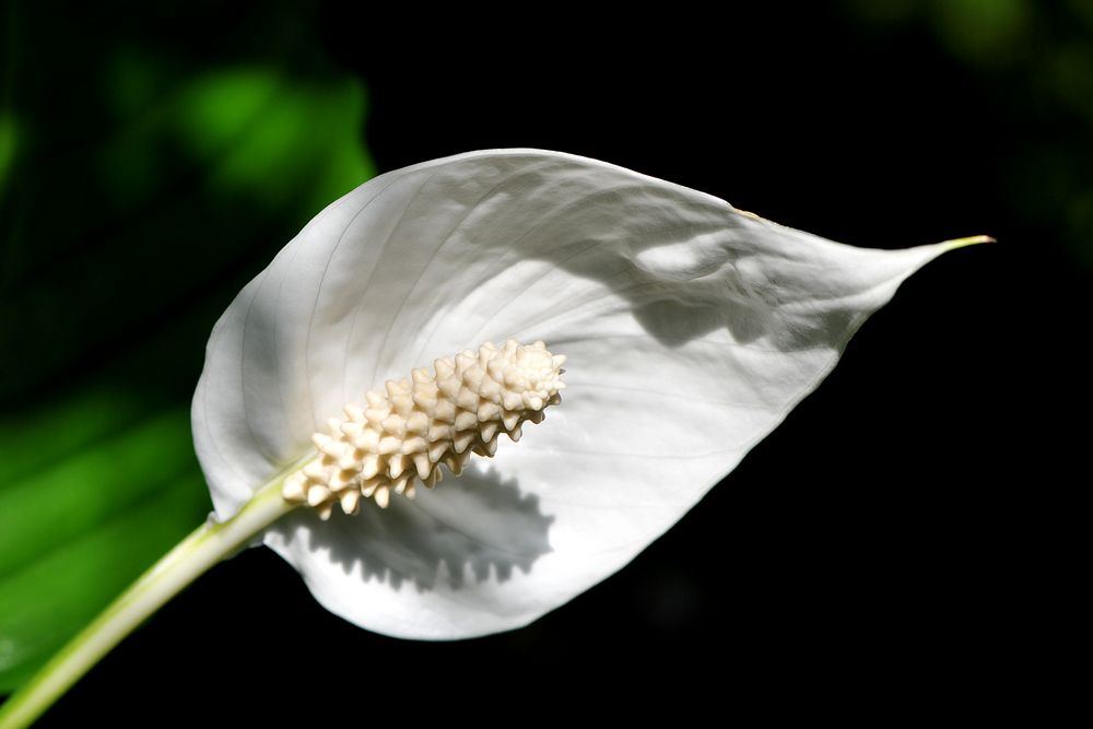 Einblatt (Spathiphyllum)
