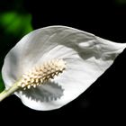 Einblatt (Spathiphyllum)