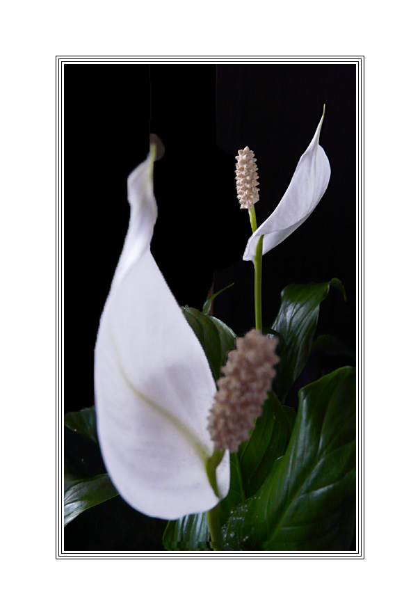 Einblatt - spathiphyllum wallisii