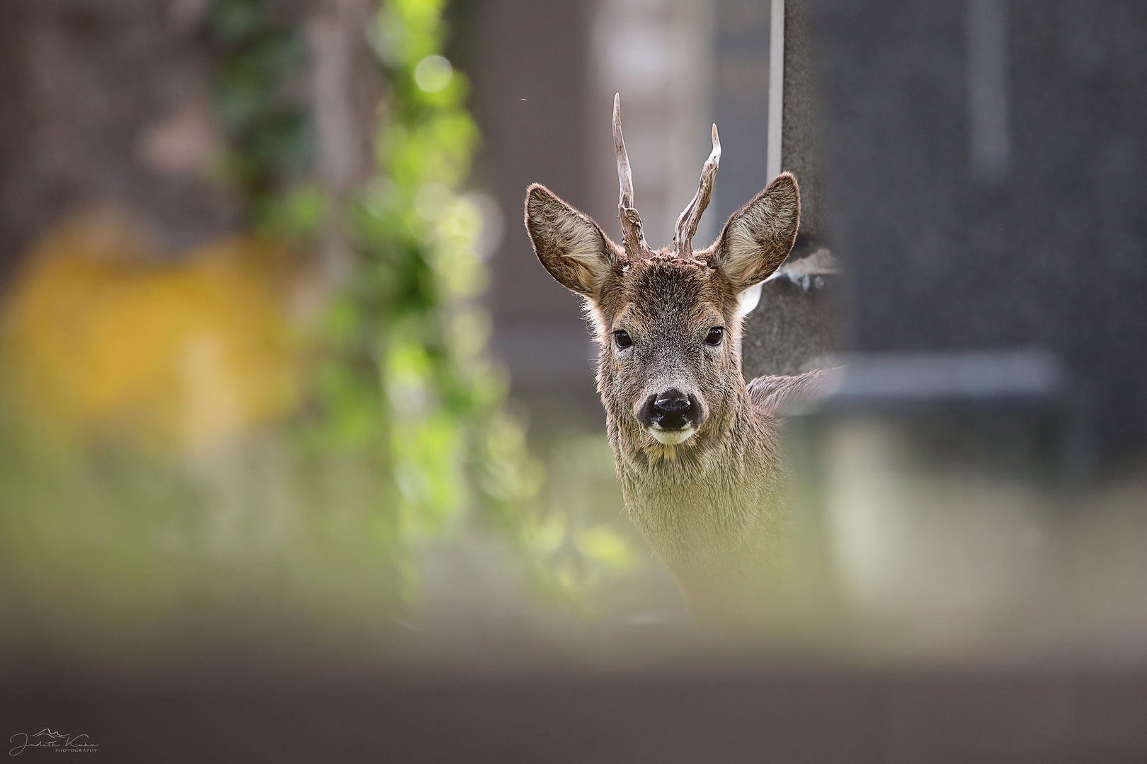 Einblick - Durchblick - im Blick