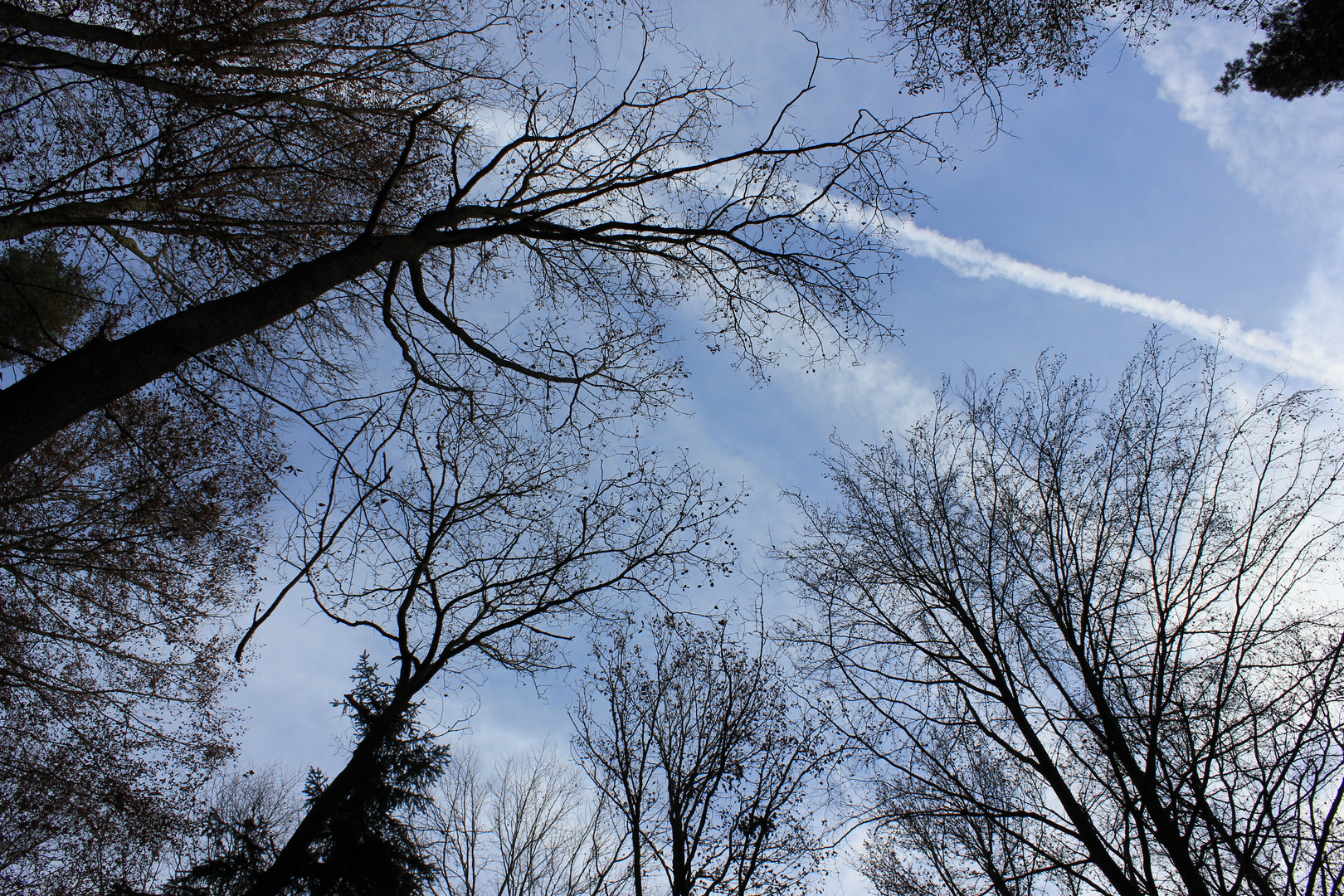 (ein)Blick in den Himmel