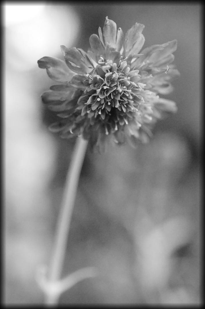 Einblick in den Sommergarten