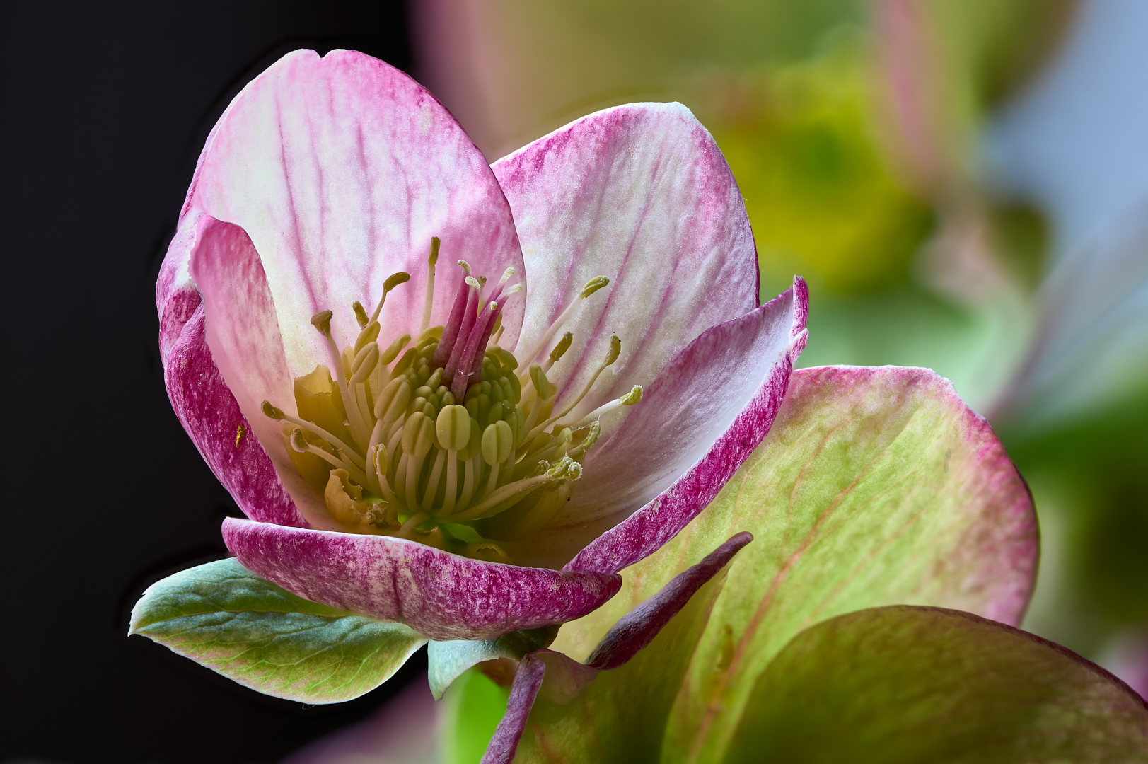 Einblick in die Lenzrose