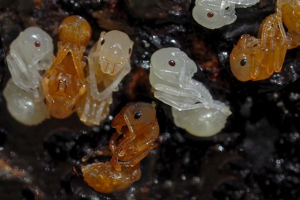 Einblick in die Säuglingsstation...  -  Bambins de fourmis rouges...
