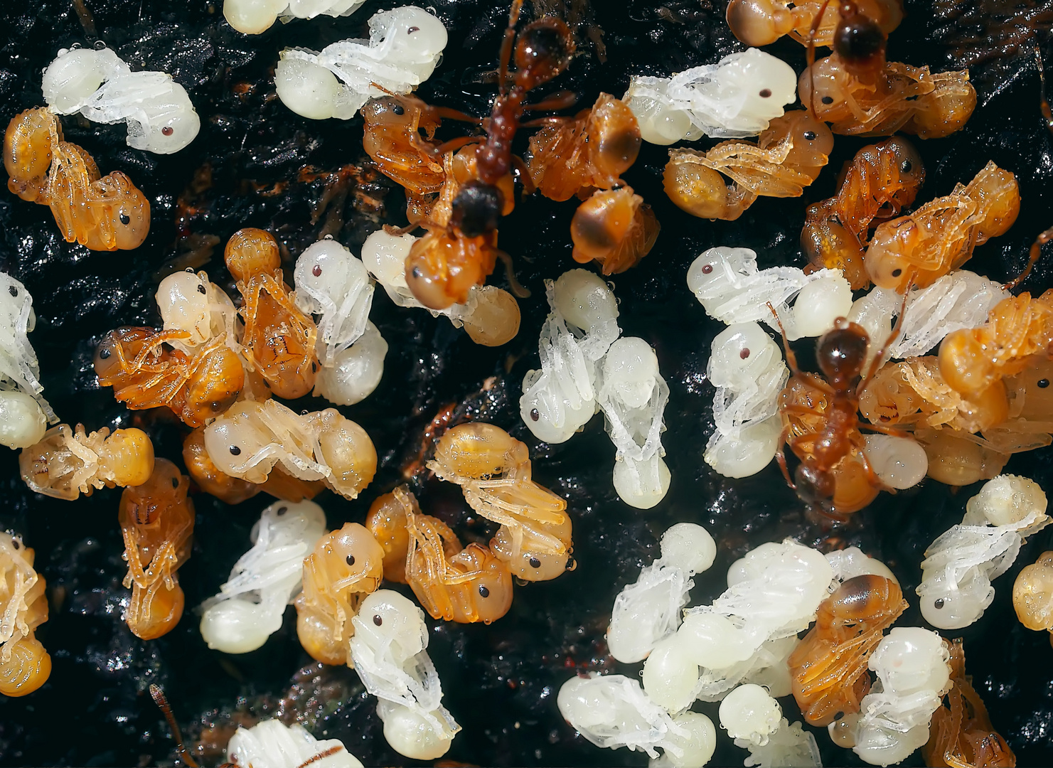 Einblick in die Säuglingsstation der roten Ameisen - Bambins de fourmis rouges...