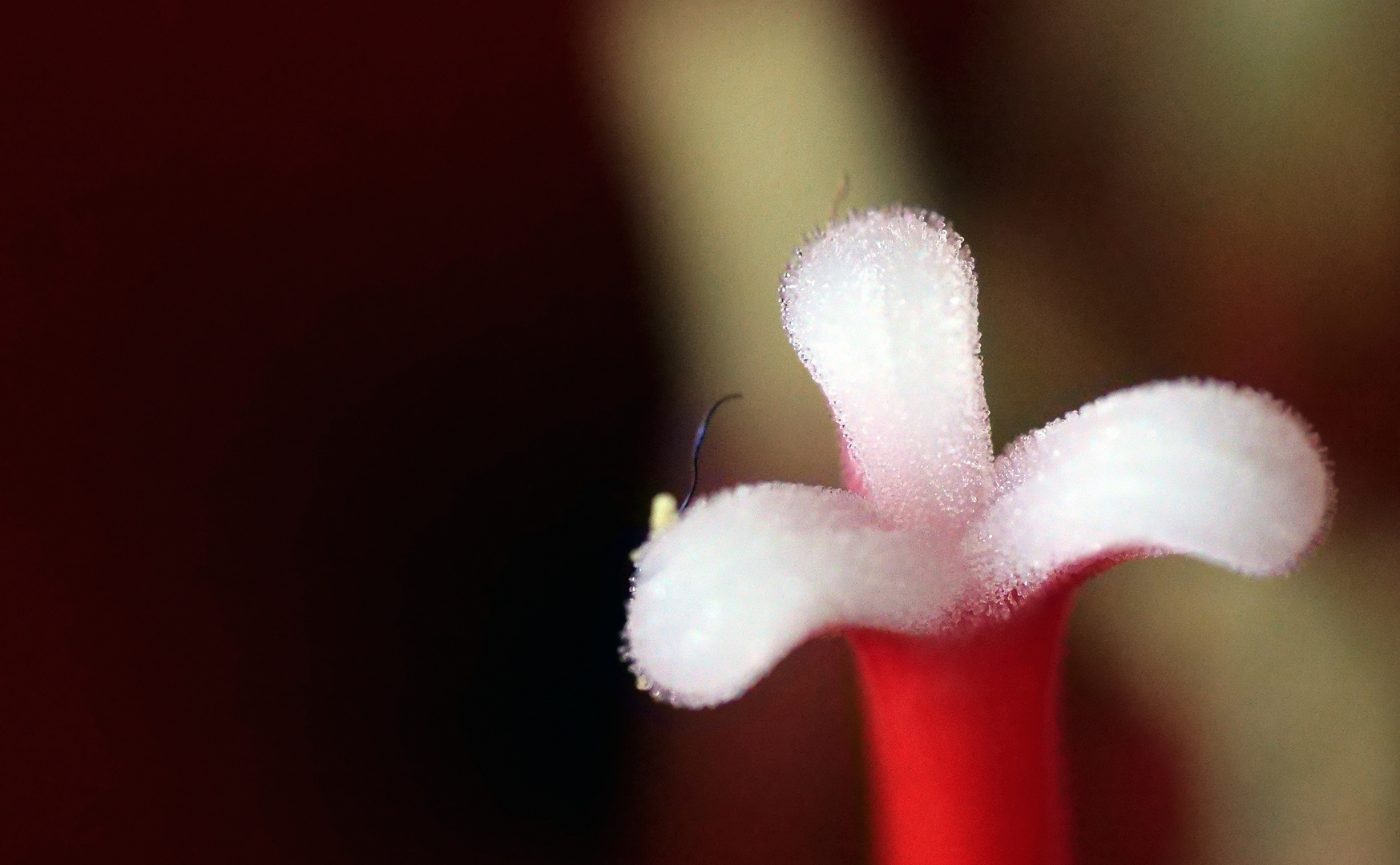 Einblick in eine Amaryllis 