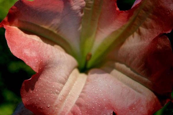 Einblick in eine Trompetenblume