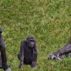 Einblick in Gorillas Familienleben