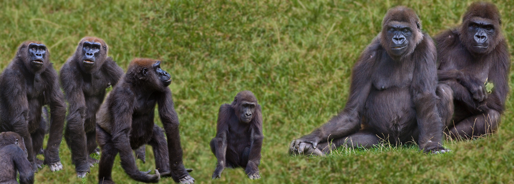 Einblick in Gorillas Familienleben