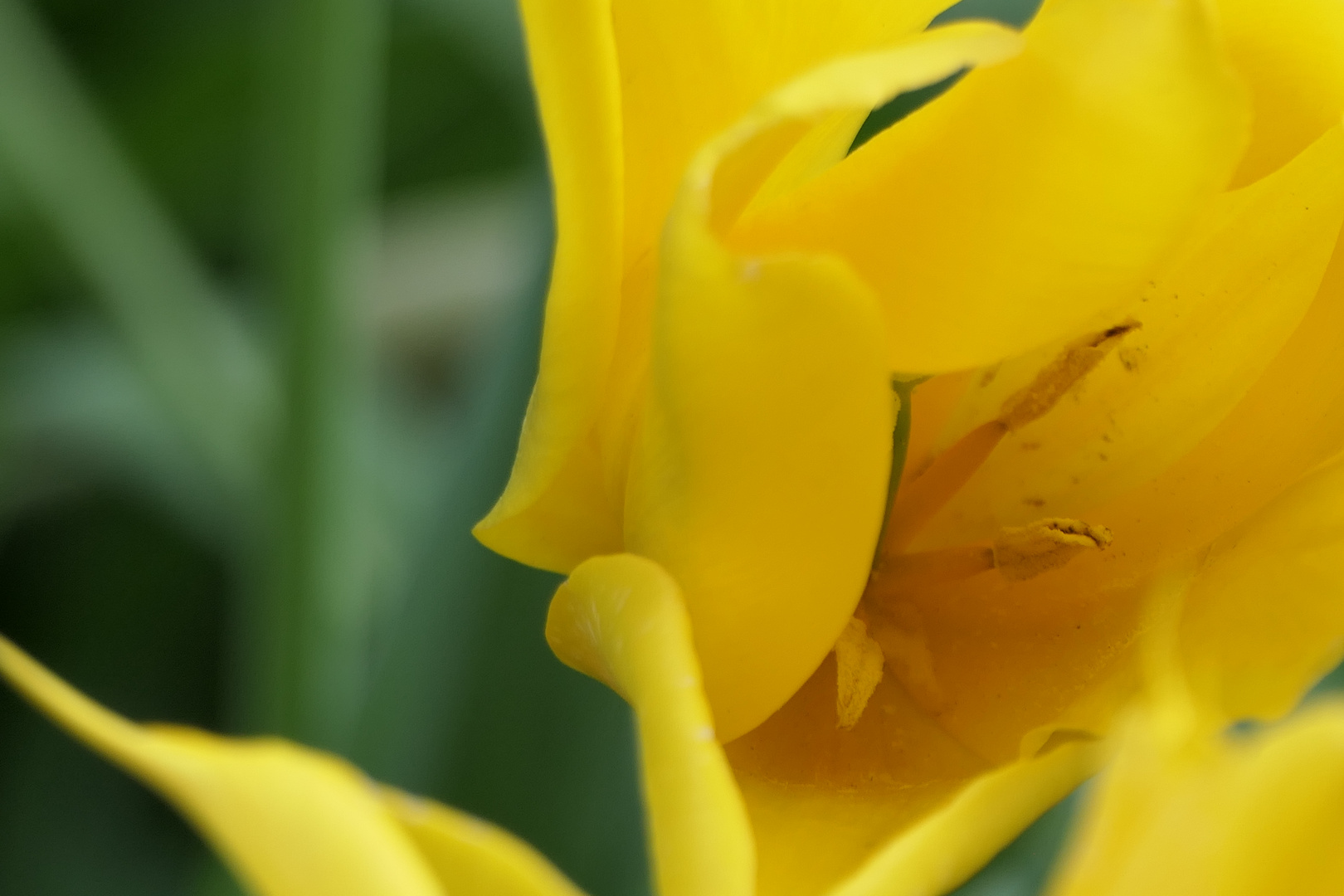 Einblick in Tulpe