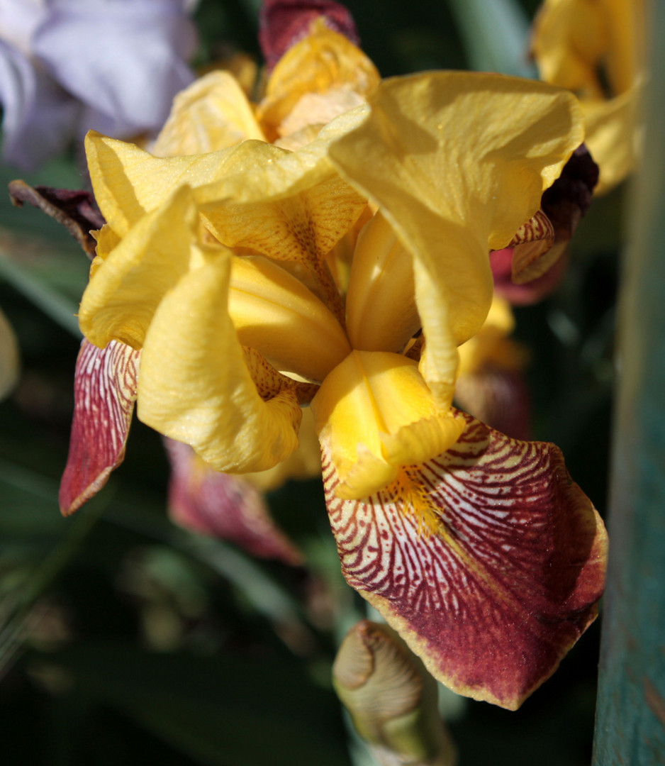 Einblick ins Innere der Irisblüte