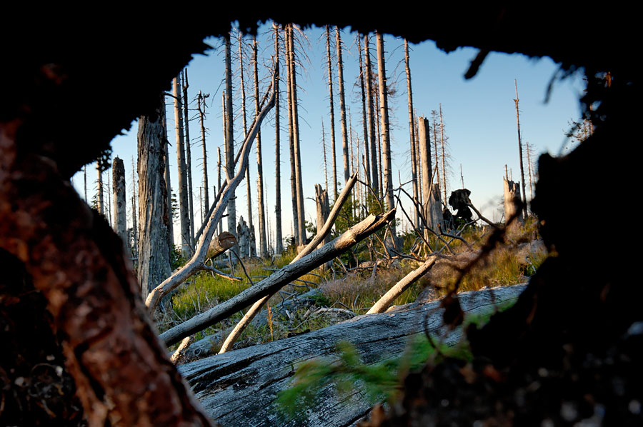 Einblick ins Waldsterben