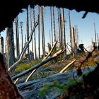 Einblick ins Waldsterben