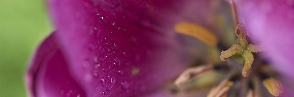 Einblick Pinke Tulpe