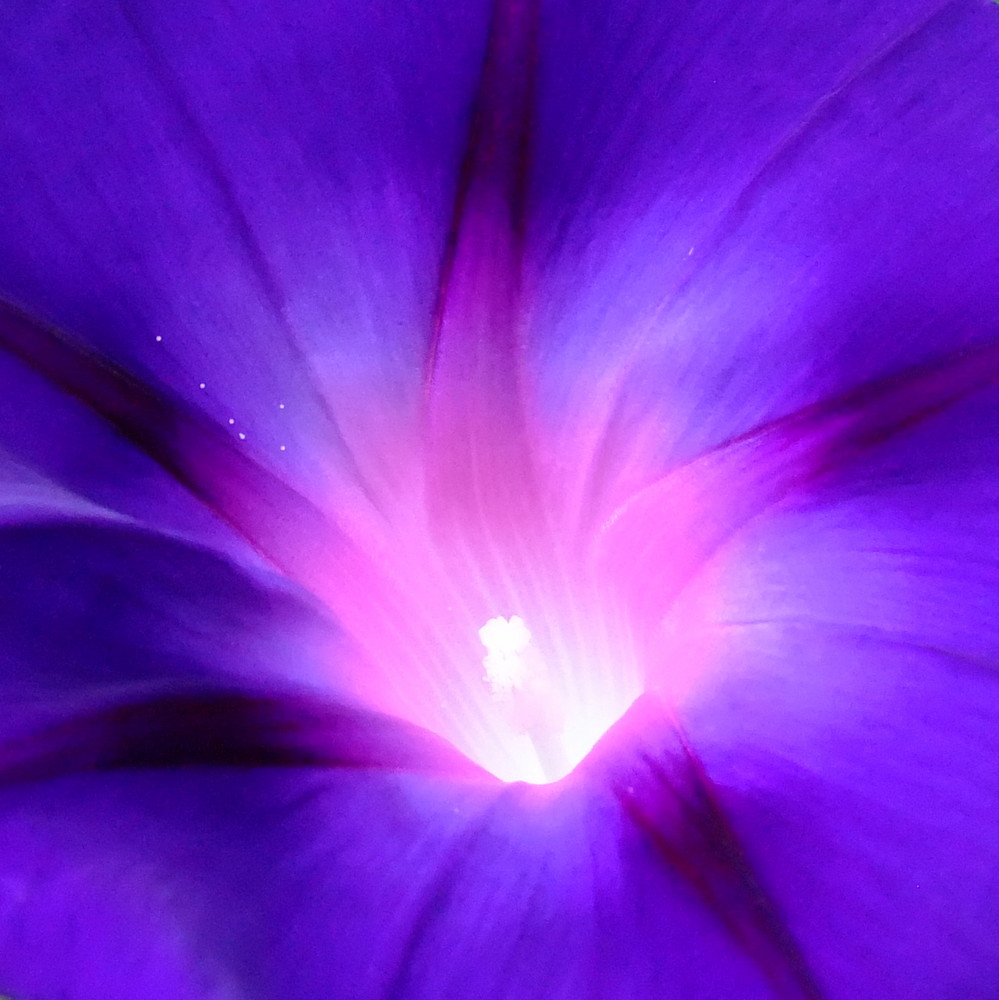 Einblick (Prunkwinde - Ipomoea)