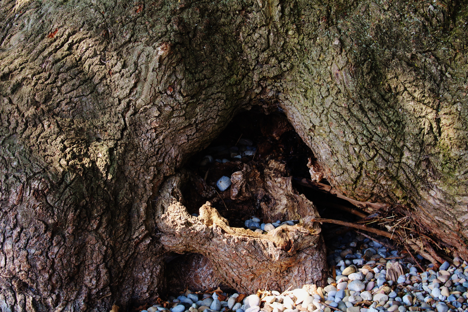 Einblicke in das Innere eines ur alten Baumes 
