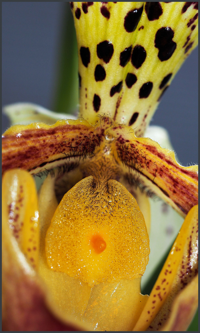 Einblicke in die Intimsphäre einer Orchidee....