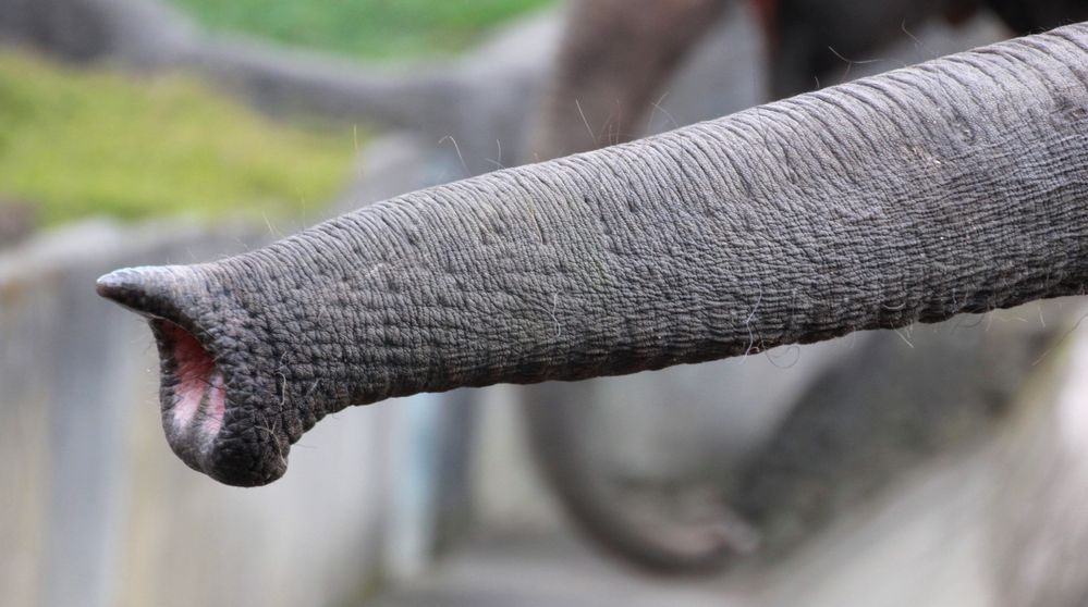 Einblicke in Hagenbeck's Tierpark