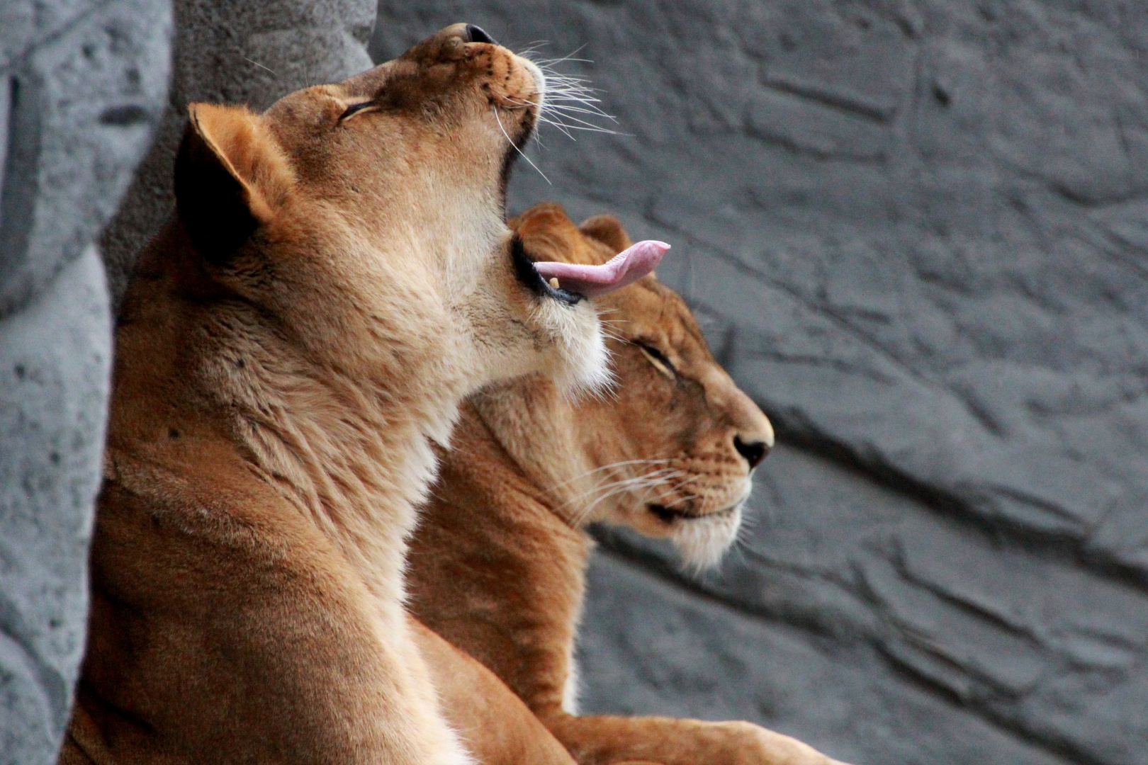 Einblicke in Hagenbeck's Tierpark